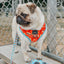 Dog Reversible Harness - One Hot Pupperoni