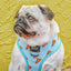 Dog Reversible Harness - One Hot Pupperoni