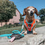 Dog Reversible Harness - One Hot Pupperoni