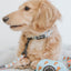 Dog Collar - One Hot Pupperoni