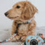 Dog Leash - One Hot Pupperoni