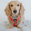 Dog Reversible Harness - One Hot Pupperoni