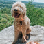 Dog Waterproof Collar - Orange