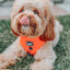Dog Adjustable Harness - Neon Orange