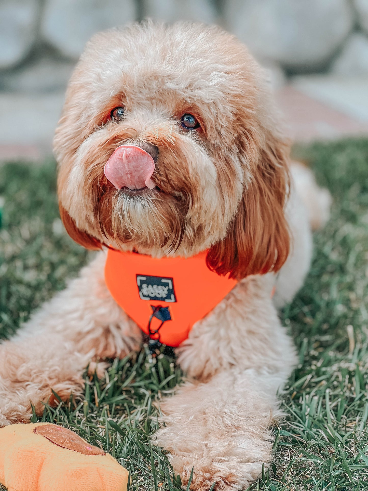 Dog Adjustable Harness - Neon Orange