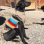 Painted Desert Dog Sweater