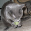 Pawbreakers Bonkas Catnip Candy Ball Cat Toy - Edible Catnip Treat & Toy