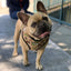 Jurassic Bark Reversible Harness