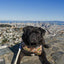 Jurassic Bark Reversible Harness