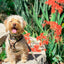 Jurassic Bark Leash Kit