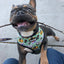 Muddy Paws Leash Kit