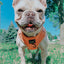 Dog Adjustable Harness - Apple Cider