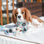 Dog Leash - Peach Please