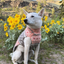 Peach Fairisle Dog Sweater