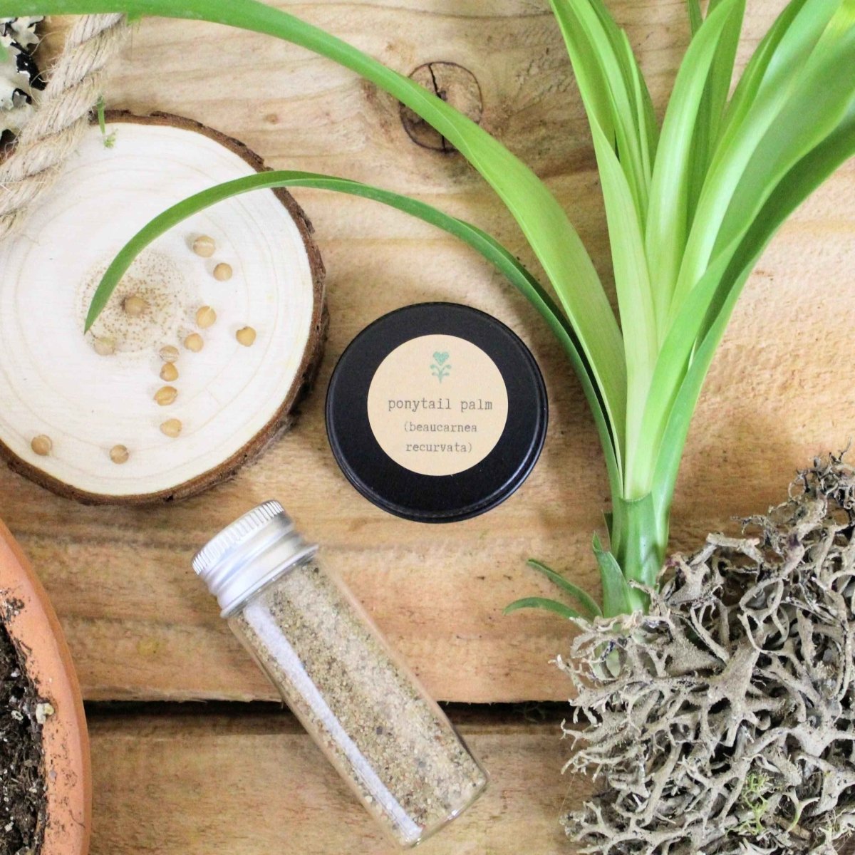 "Pet-Friendly" Houseplant Seed Collection