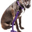Pet Life ® 'Aero Mesh' 2-In-1 Breathable and Adjustable Dual-Sided Mesh Dog Leash and Collar