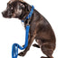 Pet Life ® 'Aero Mesh' 2-In-1 Breathable and Adjustable Dual-Sided Mesh Dog Leash and Collar