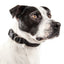 Pet Life ®  'Aero Mesh' Dual-Sided Breathable and Adjustable Thick Mesh Dog Collar