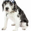 Pet Life ®  'Bone Cappa' Graffiti Sculptured Uv Protectant Adjustable Fashion Dog Hat Cap