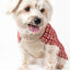 Pet Life ® 'Butterscotch' Box Weaved Heavy Cable Knitted Designer Turtle Neck Dog Sweater