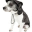 Pet Life ®  'Cap-Tivating' UV Protectant Adjustable Fashion Dog Hat Cap