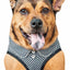 Pet Life ® 'Checkerwag' Checkered Mesh Reversed and Adjustable Fashion Dog Harness