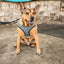 Pet Life ® 'Checkerwag' Checkered Mesh Reversed and Adjustable Fashion Dog Harness
