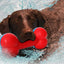 Pet Life ® 'Denta-Bone' TPR Durable Waterproof Floating Dog Toy