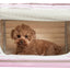Pet Life ® 'Easy Folding' Zippered Folding Collapsible Wire Framed Lightweight Pet Dog Crate Carrier