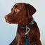 Pet Life ® 'Escapade' Outdoor Series 2-in-1 Convertible Dog Leash and Collar