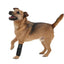 Pet Life ® 'Extreme-Neoprene' Joint Protective Safety Recovery and Reflective Pet Dog Sleeves - Set of 4