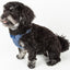 Pet Life ®  'Flam-Bowyant' Mesh Reversed and Adjustable Dog Harness