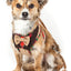 Pet Life ® Luxe 'Dapperbone' 2-In-1 Adjustable Fashion Dog Harness and Leash