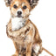 Pet Life ® Luxe 'Furracious' 2-In-1 Adjustable Dog Harness and Leash with Detachable Fur Collar