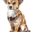 Pet Life ®  Luxe 'Houndsome' 2-In-1 Adjustable Designer Dog Harness and Leash