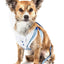 Pet Life ® Luxe 'Spawling' 2-In-1 Adjustable Fashion Dog Harness and Leash