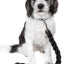 Pet Life ® 'Tough-Tugger' Industrial-Strength Shock Absorption Woven Pet Dog Leash