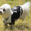 Pet Life ® 'Varsity-Barkcity' Buckled Collared Dog Coat Jacket
