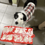 Pet Treat Molds