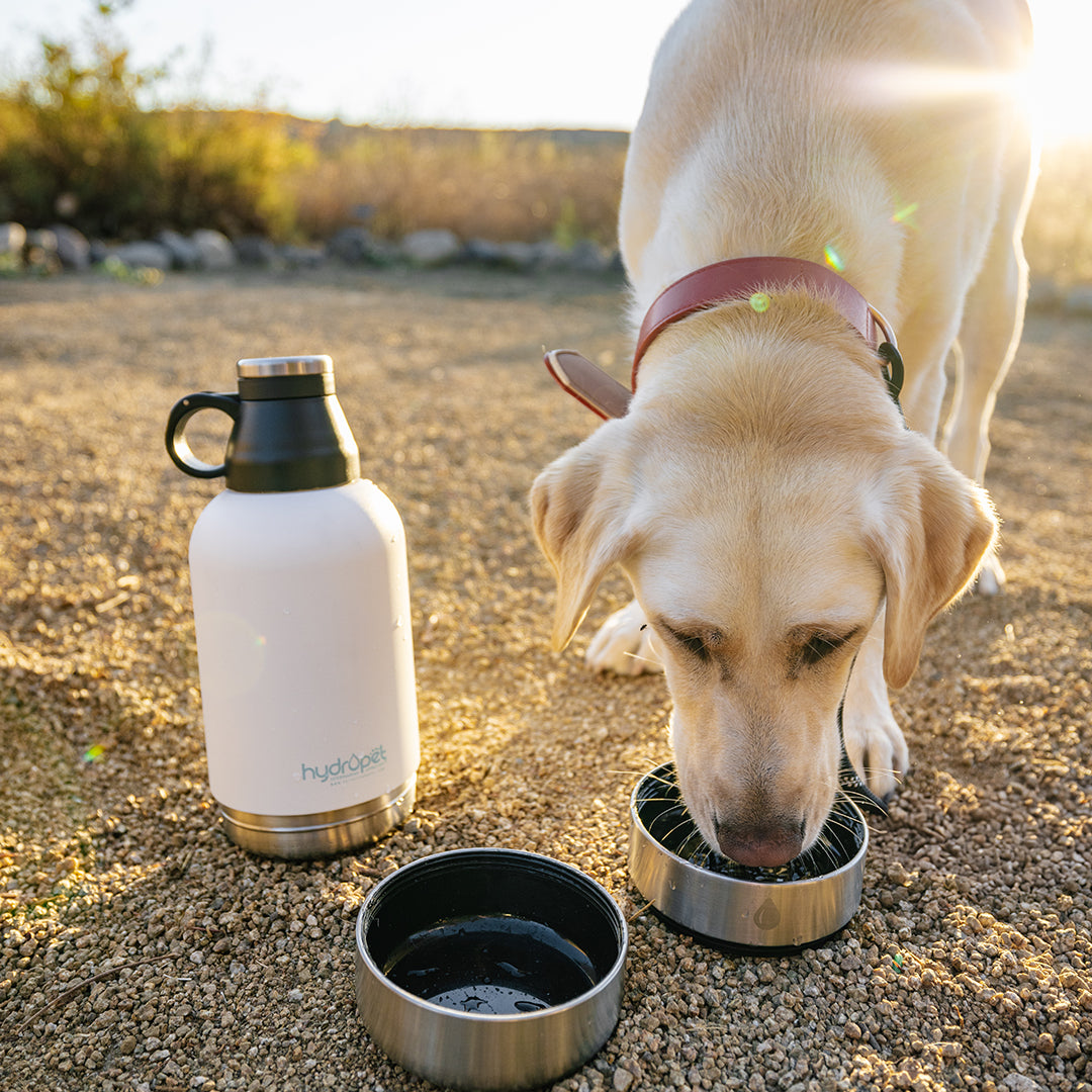 HydroPet® 32 oz Portable Dog Water Bottle – Stainless Steel Travel Flask with 2 Detachable Bowls, Carry Bag & Strap