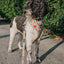 Dog Adjustable Harness - Feeling Vine