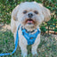 Dog Leash - Hydrangea