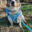 Dog Collar - Cinnamoroll™