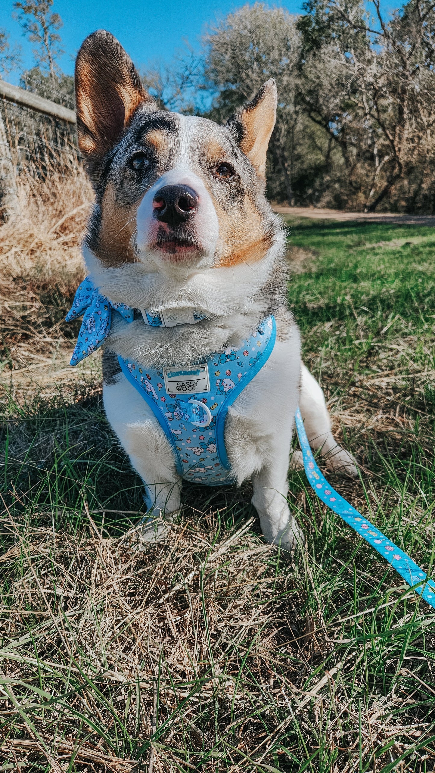 Dog Collar - Cinnamoroll™