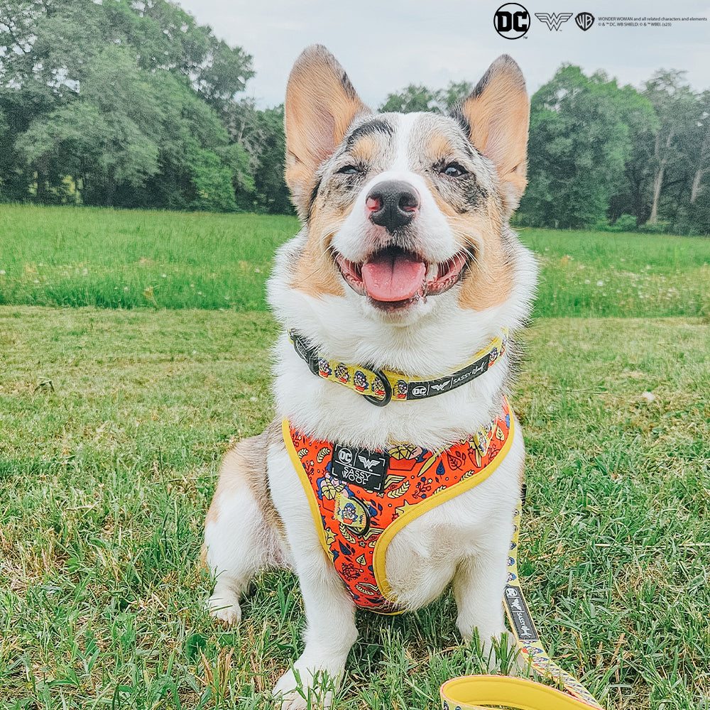 Dog Adjustable Harness - Wonder Woman™