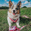 Dog Adjustable Harness - Mean Girls™