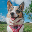 Dog Collar - Mean Girls™