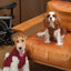 Reversible Dog Vest Jacket -  Red Brown