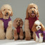 Reversible Dog Vest Jacket - Purple Caramel