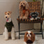 Pretzel Pet Sweater - Tofee Orange